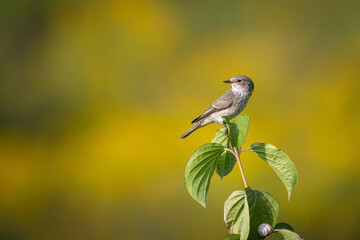 On a sunny summer day, an adult Spotted flycatcher sits on a green plant towards the camera lens with a yellow-olive background.