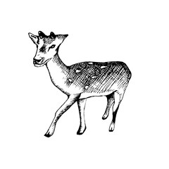 This vector illustration features a black and white line drawing of a fawn.The monochromatic palette adds versatility,making it suitable for a wide range of applications
