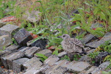 gull chick
