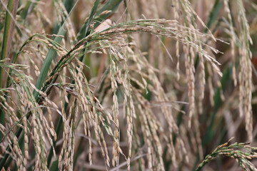 Close-up of ripe rice grains on the stalk, showcasing their golden hue as they sway gently, signaling readiness for harvest. Ideal for Agriculture and Nature categories