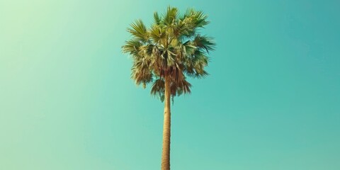Obraz premium Tall palm tree against a bright blue sky in a sunny environment during the afternoon