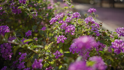 Fototapeta premium Vibrant purple lantana camara flowers thriving outdoors in sunlit murcia, spain, with lush green foliage.