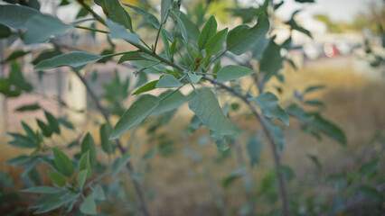 Close-up of green foliage in murcia, spain, with soft focus background highlighting natural outdoor details.