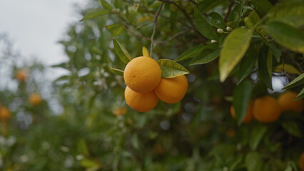 Ripe oranges hanging on a citrus tree with lush green leaves in a grove