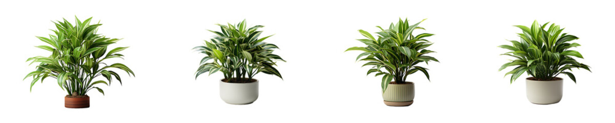 Fototapeta premium Set, collection of Dracaena Plant isolated on transparent background.