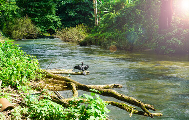 Black Little cormorant or Javanese cormorant (Microcarbo niger) spread wings and perched on a branch extending over the river in nature canal at the natural forest park with sunshine in the morning.