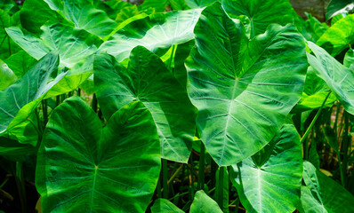 The texture and motif of the taro leaves, tubers eaten as a root crop. Lush green leaves nature...