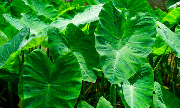 The texture and motif of the taro leaves, tubers eaten as a root crop. Lush green leaves nature wallpaper and environment background.