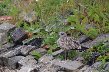 gull chick