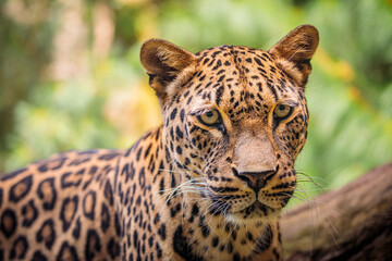 intense stare of a leopard