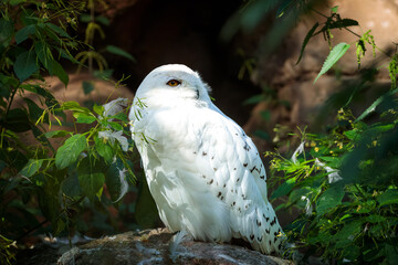 snowy owl hiding from the sun