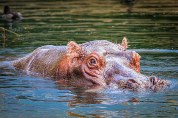 hippopotamus in water under the summer sun