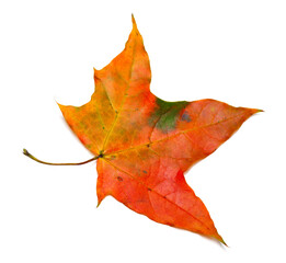 Autumn maple leaf