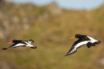 Flying pair of eurasian oystercatcher (common pied oystercatcher, palaearctic oystercatcher) -...