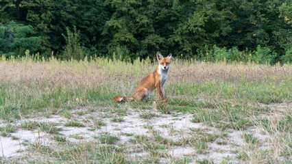 Fuchs auf dem Feld
