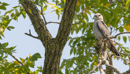 Mississippi kite perched in a tree.