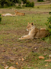 Naklejka premium Lion Cubs And Lioness in Masai Mara National Reserve in Kenya 