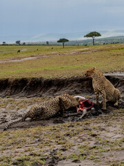 Cheetahs eating their prey in Masai Mara National Reserve in Kenya 