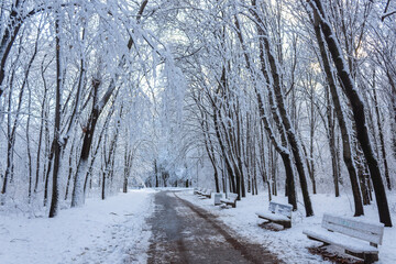 Winter landscape with path or road through forest.