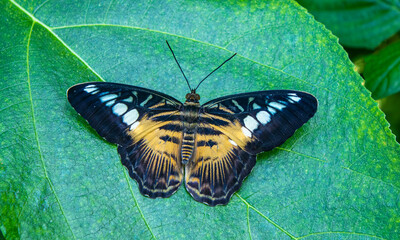 Butterfly perched on a leaf. Animals undergoing metamorphosis