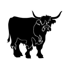 black and white bull