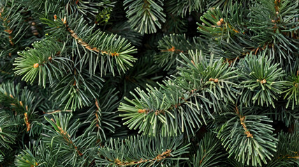 Close-up of a young spruce branch. Spruce or pine Christmas and New Year festive green background