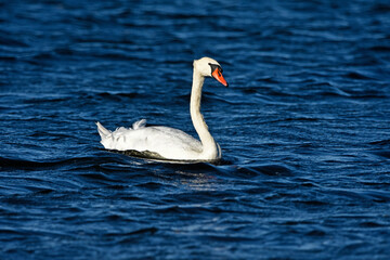 Mute swan on the water, Baltic Sea