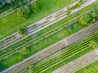 An aerial drone shot captures the neat rows of vineyards from above, highlighting the symmetry and beauty of the lush green grapevines stretching into the distance.
