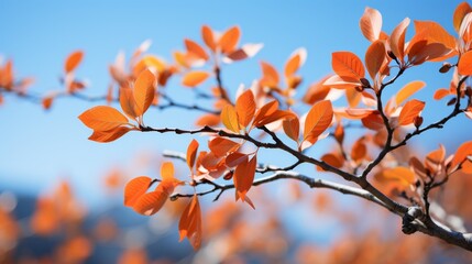 Vibrant Autumn Foliage: Colored Leaves of a Tree against Clear Blue Sky