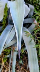 Obraz premium POUZILHAC (Gard)