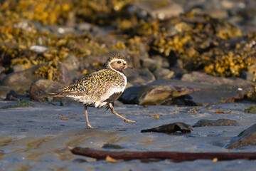 European golden plover, Eurasian golden plover - Pluvialis apricaria walking on sand with stones in background. Photo from Djupivogur in East Iceland.