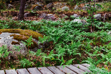 Stones covered moss, stonewalls green ferns trees with green leaves and rocks