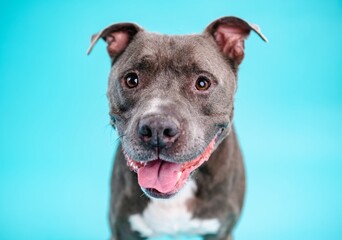 Obraz premium Adorable American Pitbull dog in blue studio