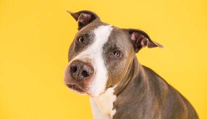 Obraz premium Cute Pitbull Blue dog looking away in yellow studio