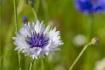 Close up of  a purple and white cornflower (centaurea cyanus)