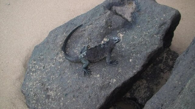 Marine iguana is basking on large rock on Galapagos Islands. Alluring animals have conformed to difficult, briny habitat and established isle their dwelling place