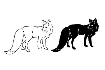 Set of linear sketches, silhouettes of a predatory forest animal fox. Vector graphics.