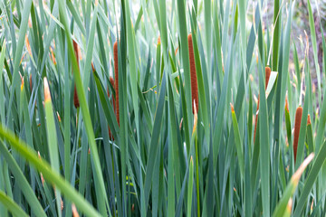Obraz premium Cattails green wall 