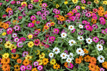 colorful flowers background