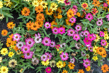 Obraz premium flowers in the garden