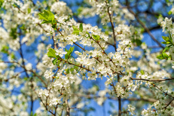 Blooming green jasmine bush in early spring in the garden.