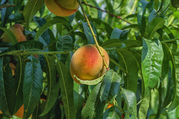 Ripening peaches on a tree, summer.
