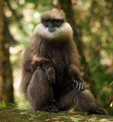 Purple-faced langur Semnopithecus vetulus also purple-faced leaf monkey, Old World monkey that endemic to Sri Lanka, long-tailed arboreal monkey, eating leafs and blossoms in the jungle