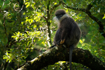 Purple-faced langur Semnopithecus vetulus also purple-faced leaf monkey, Old World monkey that endemic to Sri Lanka, long-tailed arboreal monkey, eating leafs and blossoms in the jungle