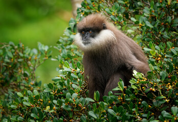 Purple-faced langur Semnopithecus vetulus also purple-faced leaf monkey, Old World monkey that endemic to Sri Lanka, long-tailed arboreal monkey, eating leafs and blossoms in the jungle