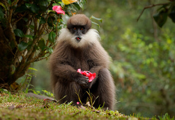 Purple-faced langur Semnopithecus vetulus also purple-faced leaf monkey, Old World monkey that endemic to Sri Lanka, long-tailed arboreal monkey, eating leafs and blossoms in the jungle