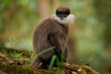 Purple-faced langur Semnopithecus vetulus also purple-faced leaf monkey, Old World monkey that endemic to Sri Lanka, long-tailed arboreal monkey, eating leafs and blossoms in the jungle