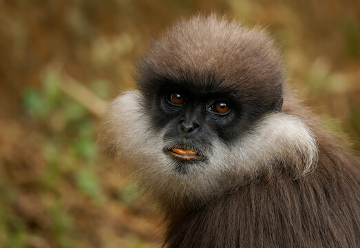 Purple-faced langur Semnopithecus vetulus also purple-faced leaf monkey, Old World monkey that endemic to Sri Lanka, long-tailed arboreal monkey, eating leafs and blossoms in the jungle