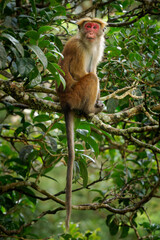 Toque Macaque Macaca sinica reddish-brown Old World monkey endemic to Sri Lanka, known as the rilewa or rilawa, adult monkey in the tree with green background, value teeth and smiling.