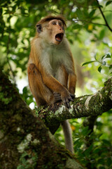 Toque Macaque Macaca sinica reddish-brown Old World monkey endemic to Sri Lanka, known as the rilewa or rilawa, adult monkey in the tree with green background, value teeth and smiling.